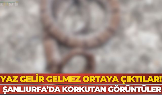 Şanlıurfa’da Sıcaklar Bastırdı, Yılanlar Görülmeye Başladı