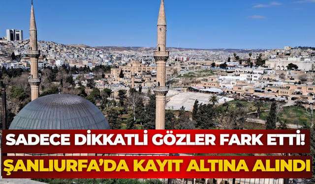 Şanlıurfa’da Çizgili İshak Kuşu Objektiflere Takıldı