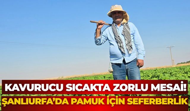 Kavurucu Sıcakta Zorlu Mesai! Şanlıurfa’da Pamuk İçin Seferberlik