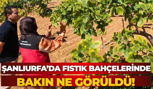 Şanlıurfa’da Aşırı Yağışın Faturası Ağır Oldu! Fıstık Ağaçları Zarar Gördü