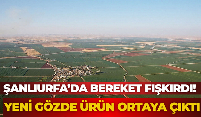 Kan Kırmızısı Rengiyle Dikkat Çekiyor! Harran Domatesinde Hasat Zamanı