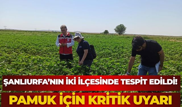 Şanlıurfa’nın İki İlçesinde Tespit Edildi! Pamuk İçin Kritik Uyarı