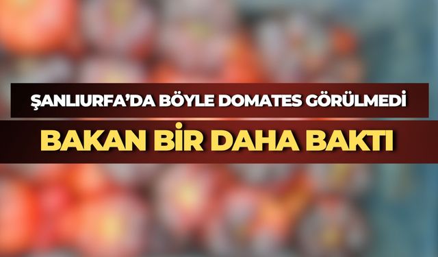 Şanlıurfa'da "Çiko" Domates Tezgahlarda: Kilosu 80 TL