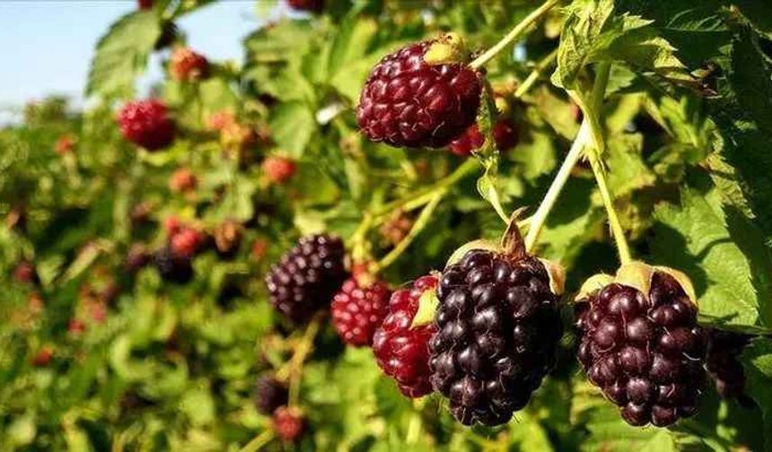 Farkında olmadan tüketti cildi gençleşti! O meyve hayatını değiştirdi! Günde bir avuç…