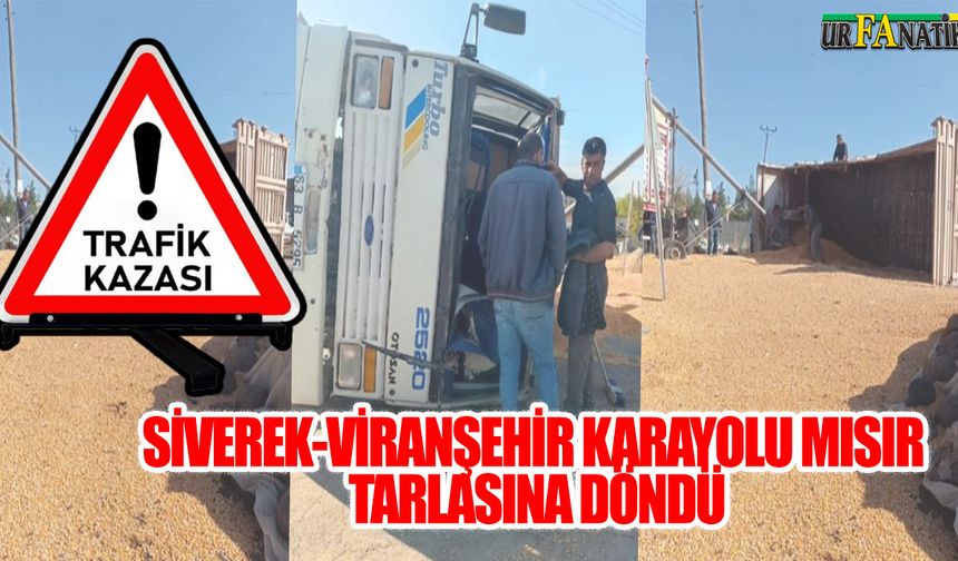 Siverek-Viranşehir Karayolu Mısır tarlasına Döndü