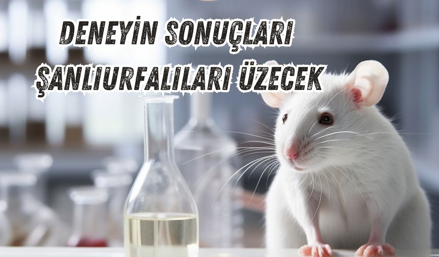 Farelerde Uygulanan Deneyin Sonuçları Şanlıurfalıları Üzecek