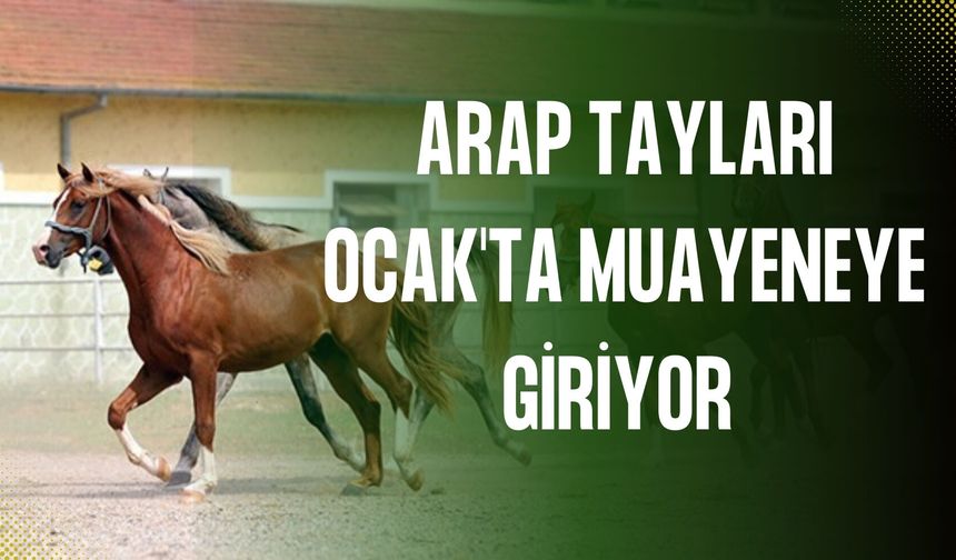 Şanlıurfa’da Taylar Ocak’ta Muayeneye Girecek