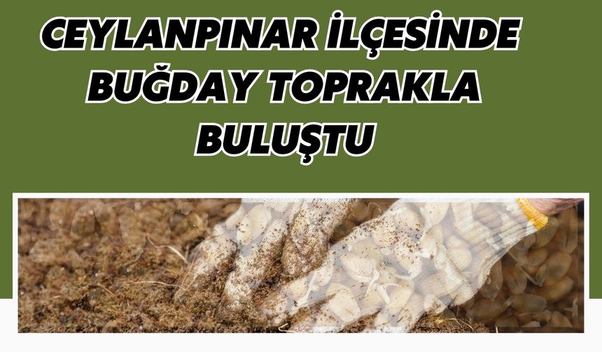 Ceylanpınar İlçesinde Buğday Toprakla Buluştu