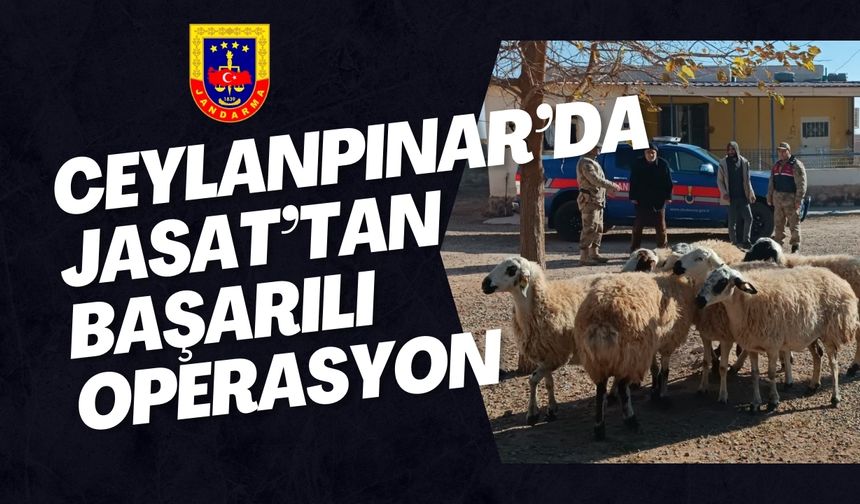 Ceylanpınar’da JASAT, Çalınan Koyunları Buldu