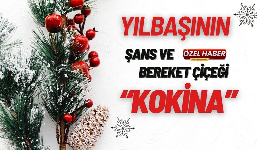 Yılbaşının Şans Ve Bereket Çiçeği “Kokina”