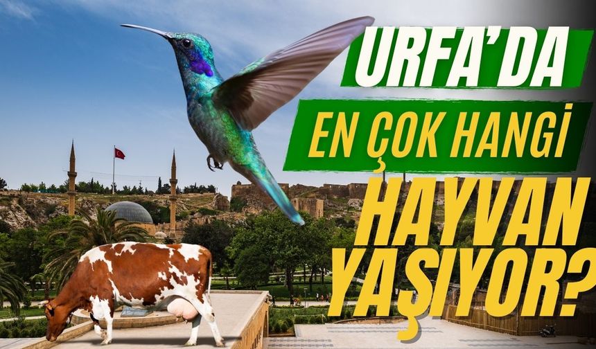 Şanlıurfa'da En Çok Hangi Hayvan Var?