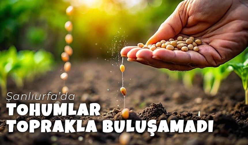 Şanlıurfa'da Tohumlar Toprakla Buluşamadı (VİDEO)