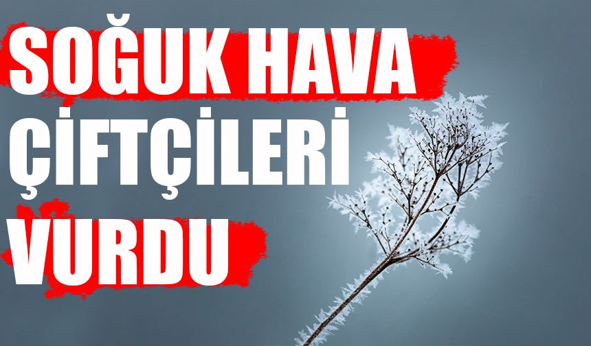 Şanlıurfa Suruç'ta Soğuk Hava Çiftçileri Vurdu