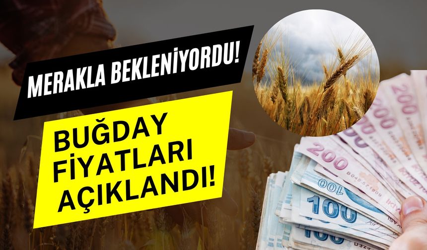 20 Şubat 2025 Şanlıurfa Güncel Buğday Fiyatları