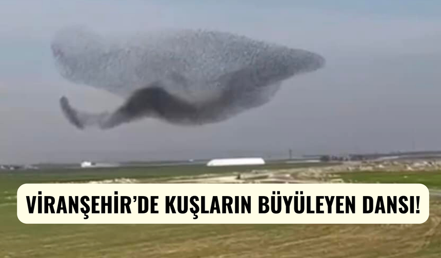 Viranşehir’de Kuşların Büyüleyen Dansı