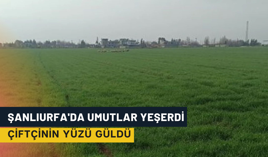 'GAP'ın Başkenti' Şanlıurfa'da Umutlar Yeşerdi: Çiftçinin Yüzü Güldü