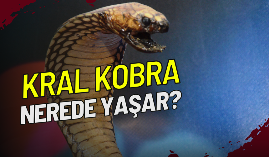 Kral Kobra Nerede Yaşar?