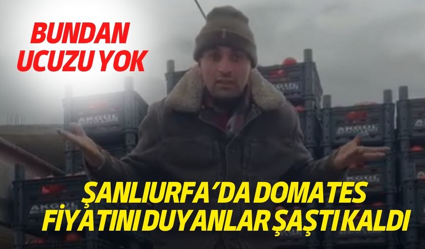 Şanlıurfa’da Domates Fiyatını Duyanlar Şaştı Kaldı