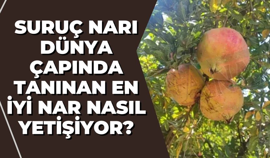 Suruç Narı: Dünya Çapında Tanınan En İyi Nar Nasıl Yetişiyor?