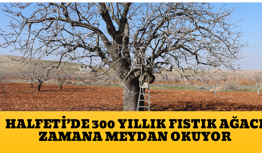 Halfeti’de 300 Yıllık Fıstık Ağacı Zamana Meydan Okuyor