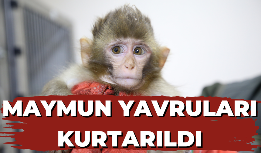 Sınırda Maymun Yavruları Kurtarıldı! Şanlıurfa’ya Getirildi