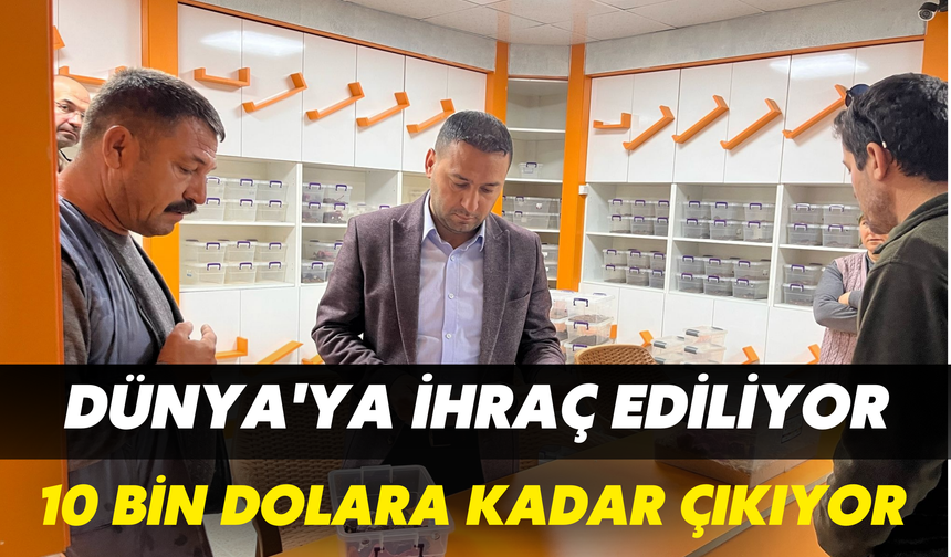 Şanlıurfa'dan Dünya'ya İhraç Ediliyor: 10 Bin Dolara Kadar Çıkıyor