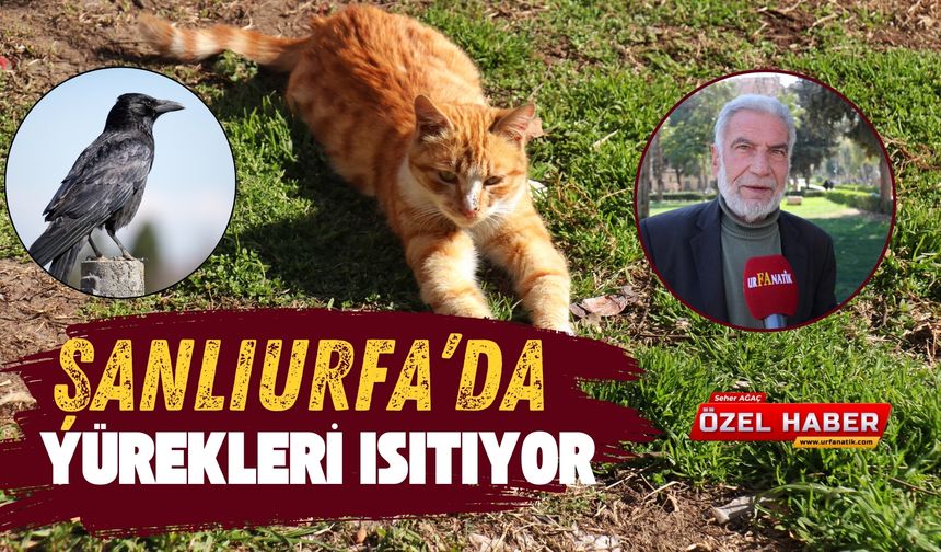 Şanlıurfa Balıklıgöl'de Yürekleri Isıtan Görüntüler