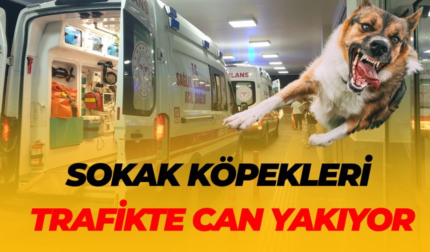 Şanlıurfa'da Başıboş Köpekler Yola Fırladı, Kazaya Sebep Oldu