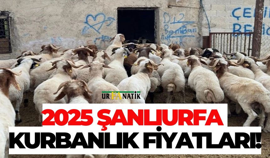2025 Şanlıurfa Kurbanlık Fiyatları!