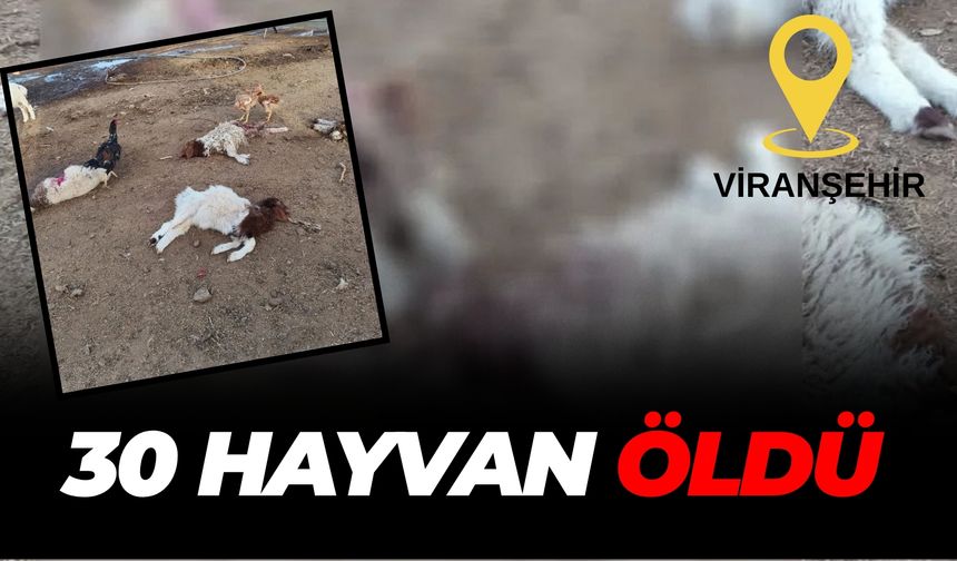 Şanlıurfa Viranşehir’de Ahıra Saldırı: 30 Hayvan Öldü