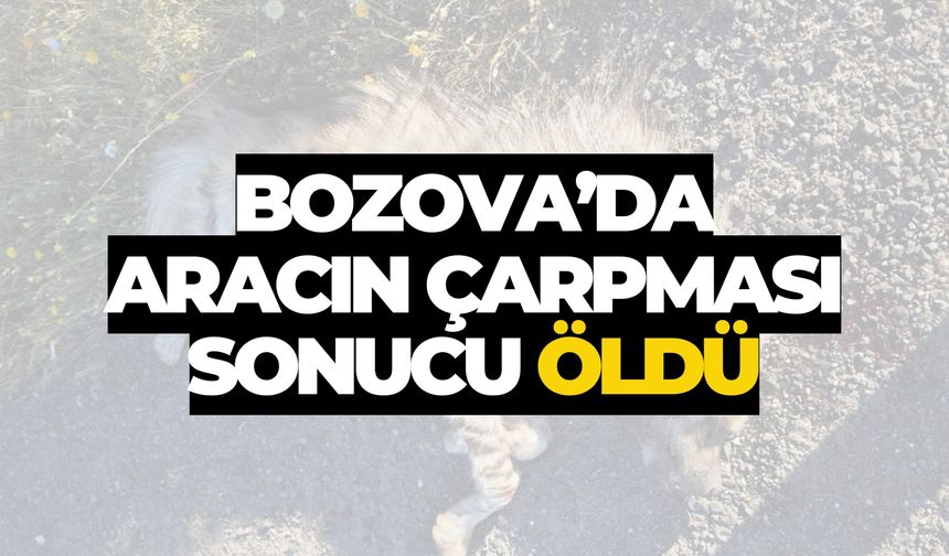 Bozova’da Aracın Çarpması Sonucu Öldü