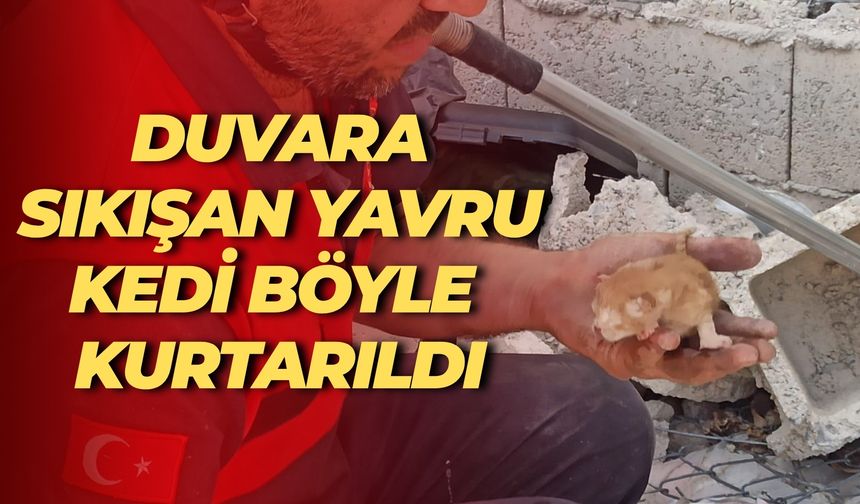 Şanlıurfa’da Duvara Sıkışan Yavru Kedi Böyle Kurtarıldı