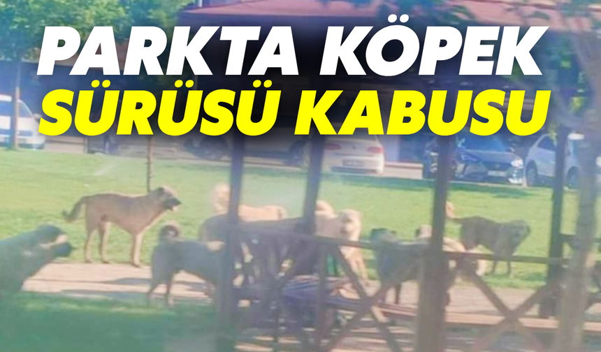 Parkta Köpek Sürüsü Kabusu: Viranşehir’de Vatandaş Tedirgin!