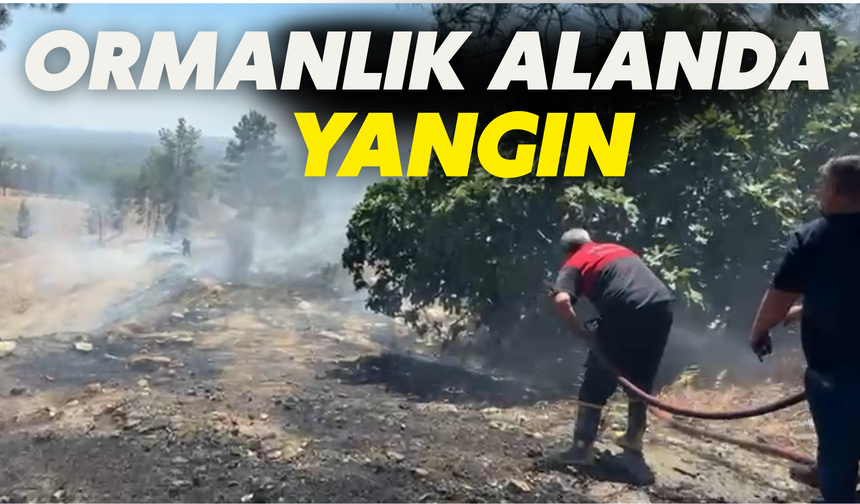 Birecik'te Ormanlık Alanda Yangın