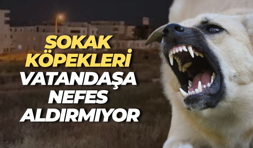 Karaköprü’de Sokak Köpekleri Tehlike Saçıyor, Halk Çözüm Bekliyor