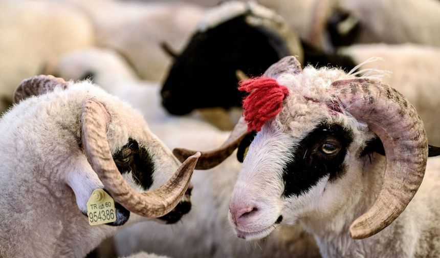 Kurbanlık fiyatları fırladı: Geçen yıla göre büyük zam açıklandı