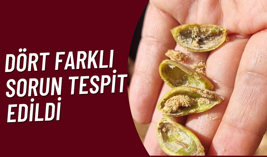 Şanlıurfa'da Fıstık Bahçelerinde Dört Farklı Sorun Tespit Edildi
