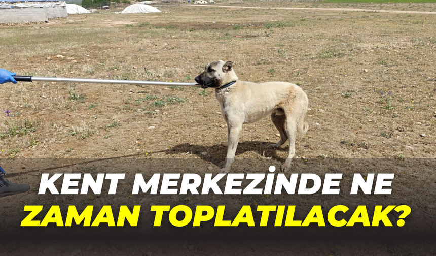 Siverek’te Başladı: Şanlıurfa Kent Merkezinde Ne Zaman Toplatılacak?