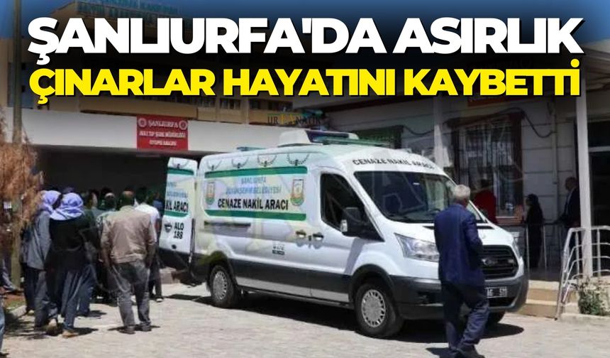 Şanlıurfa'da Asırlık Çınarlar Hayatını Kaybetti