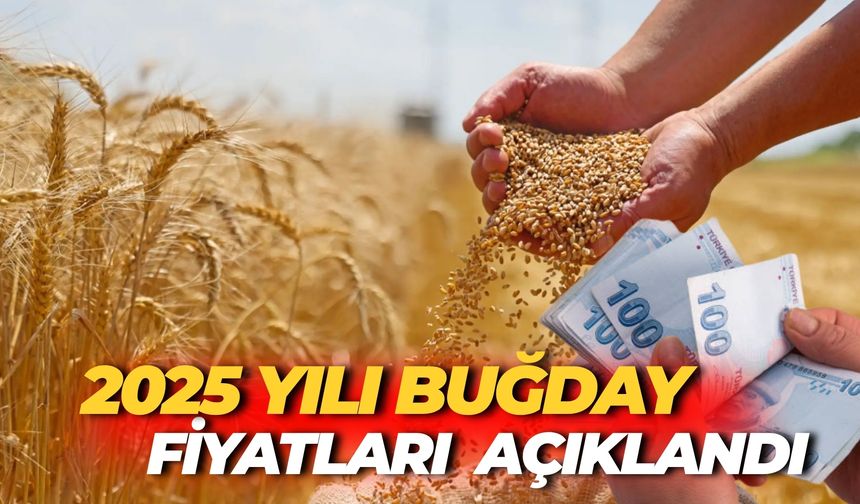 TMO Buğday Fiyatları Ne Kadar?