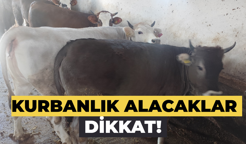 Kurbanlık Alacaklar Dikkat! Bu Kurallara Uymayanlara Ceza Yağacak