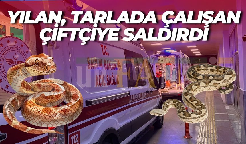Şanlıurfa’da Tarlada Dehşet: Çiftçiyi Yılan Soktu!
