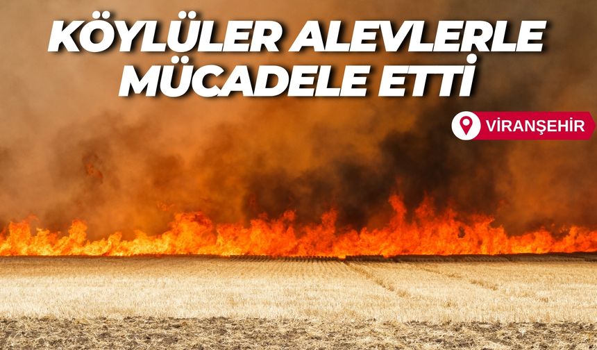 Viranşehir’de Rüzgârla Büyüyen Alevler 170 Dönüm Ekini Yok Etti
