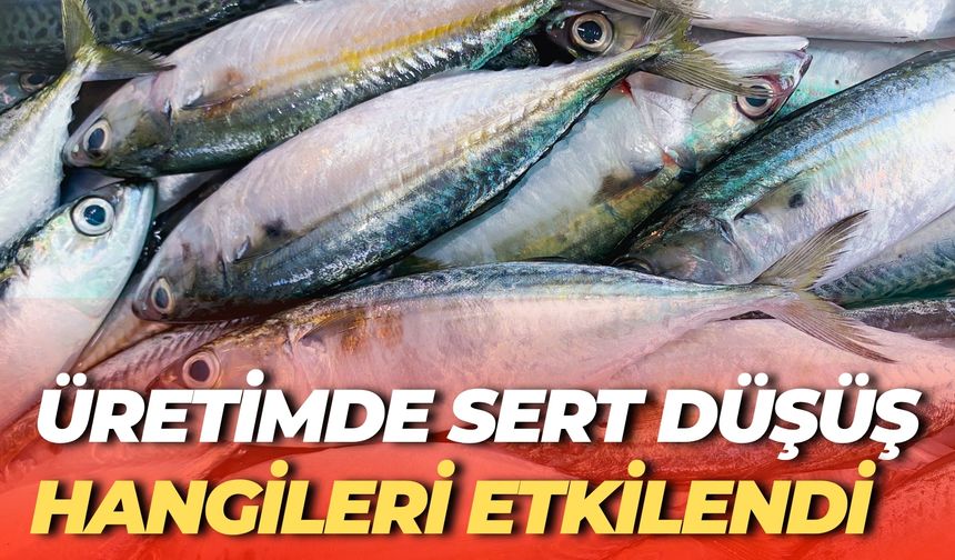 2024’te Balık Üretiminde Sert Düşüş! En Çok Hangi Tür Etkilendi?