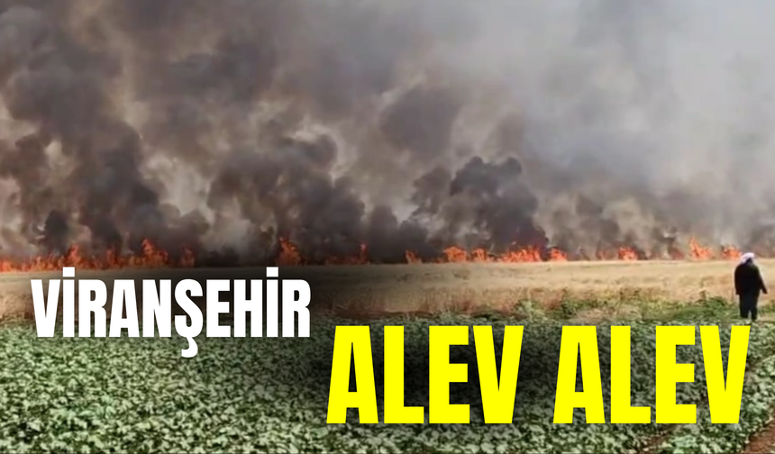 Bir Kıvılcım Bin Dönüm Tarlayı Yaktı! Viranşehir Alev Alev