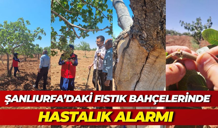 Bozova’da Fıstık Bahçesinde Hastalık ve Zararlı Kontrolü Yapıldı