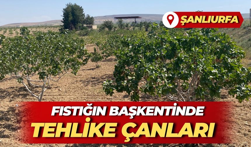 Fıstığın Başkenti Şanlıurfa'da Tehlike Çanları