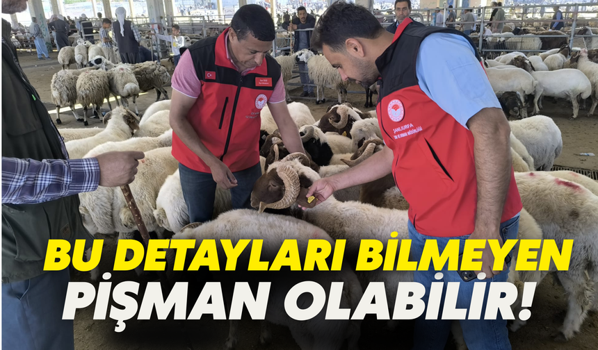 Şanlıurfa Kurban Alırken Bu Detayları Bilmeyen Pişman Olabilir!