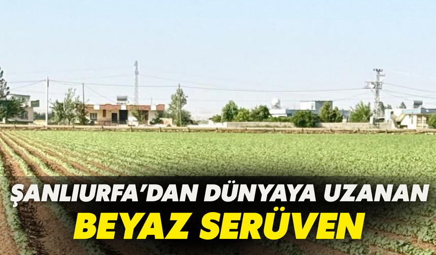 Şanlıurfa’dan Dünyaya Uzanan Beyaz Serüven Yeniden Başladı