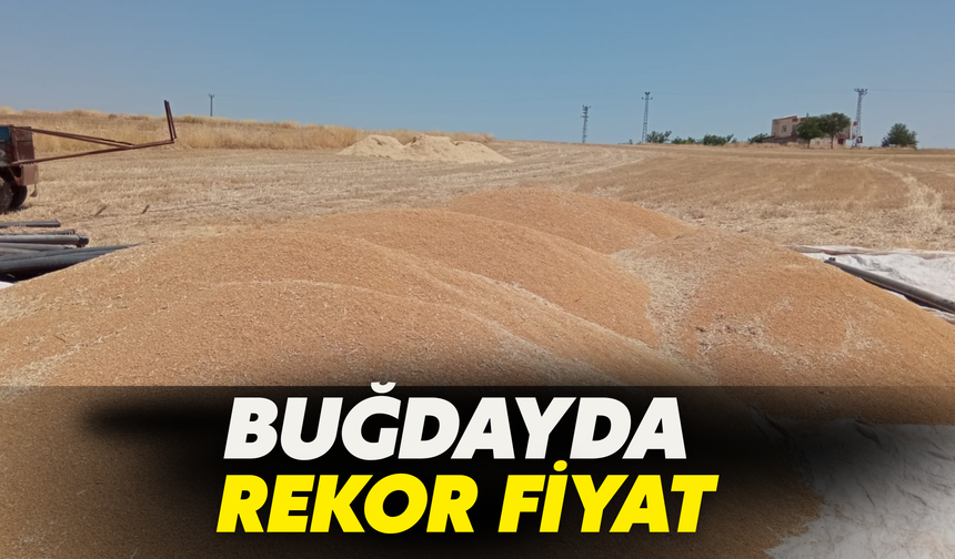 Şanlıurfa’da Buğdayda Rekor Fiyat